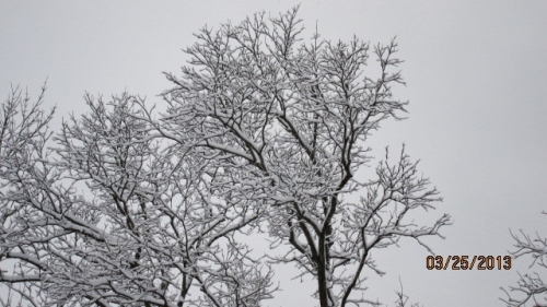 Treetops and Snow Sky