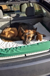 Noche Confiscates Orthopedic Bed