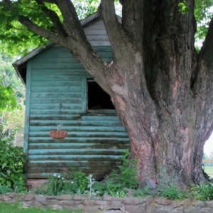 CrazyTree&Shed