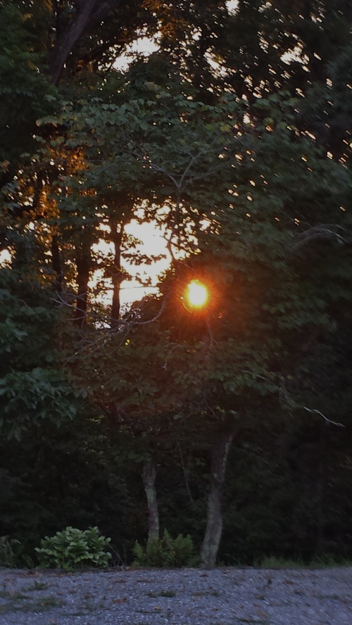 Sun Through a Forest