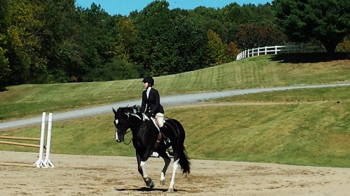 Beautiful Horse and Rider 1