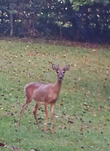 Startled Young Buck