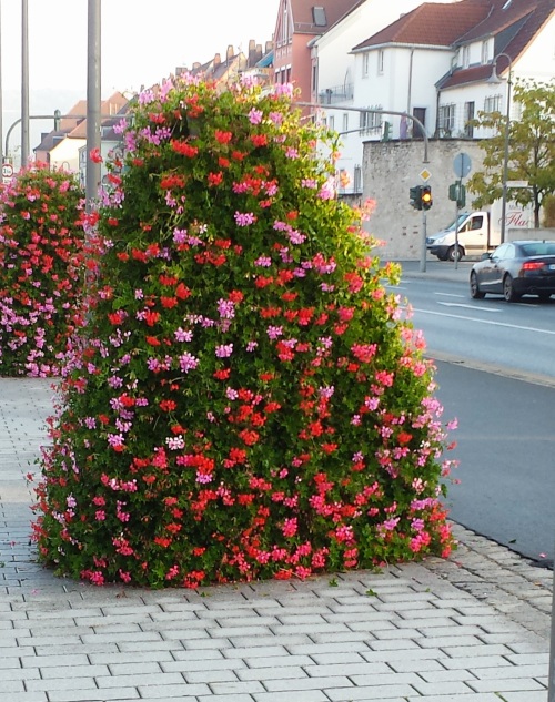 Flowers on a City Street