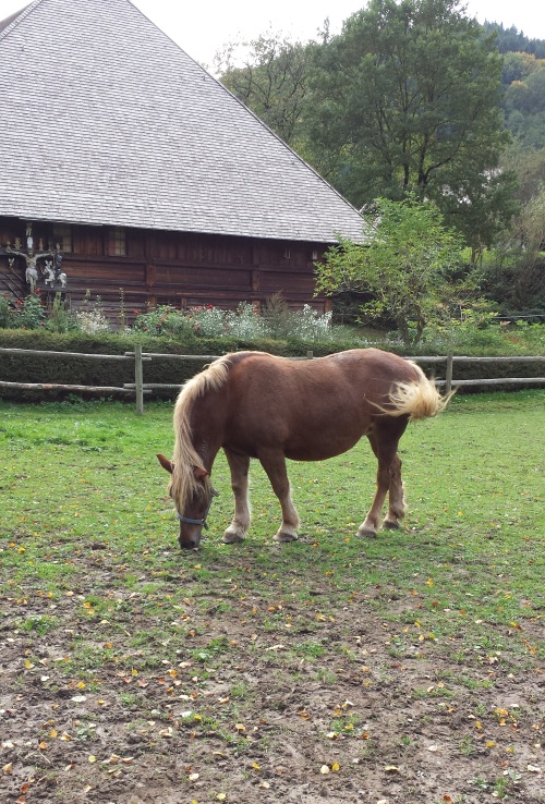 A German Horse