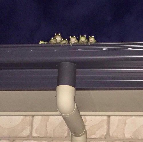 Frog Family from Fascinating Pics