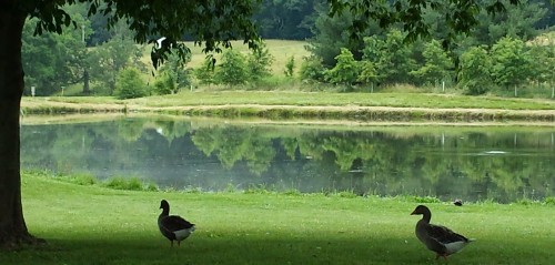 Geese n Pond Good One