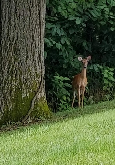 Deer Stare
