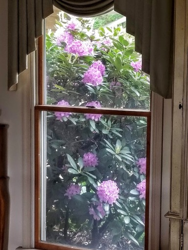 Rhody in Bloom 2 Window
